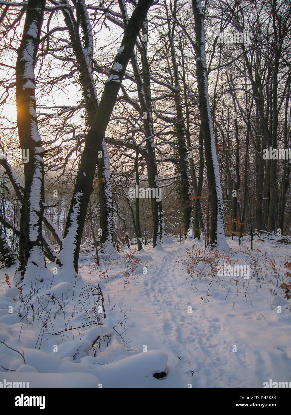 Sentiero Tranquillo con impronte in bright coperta di neve foresta con Sunray e morbida luce gialla Foto Stock