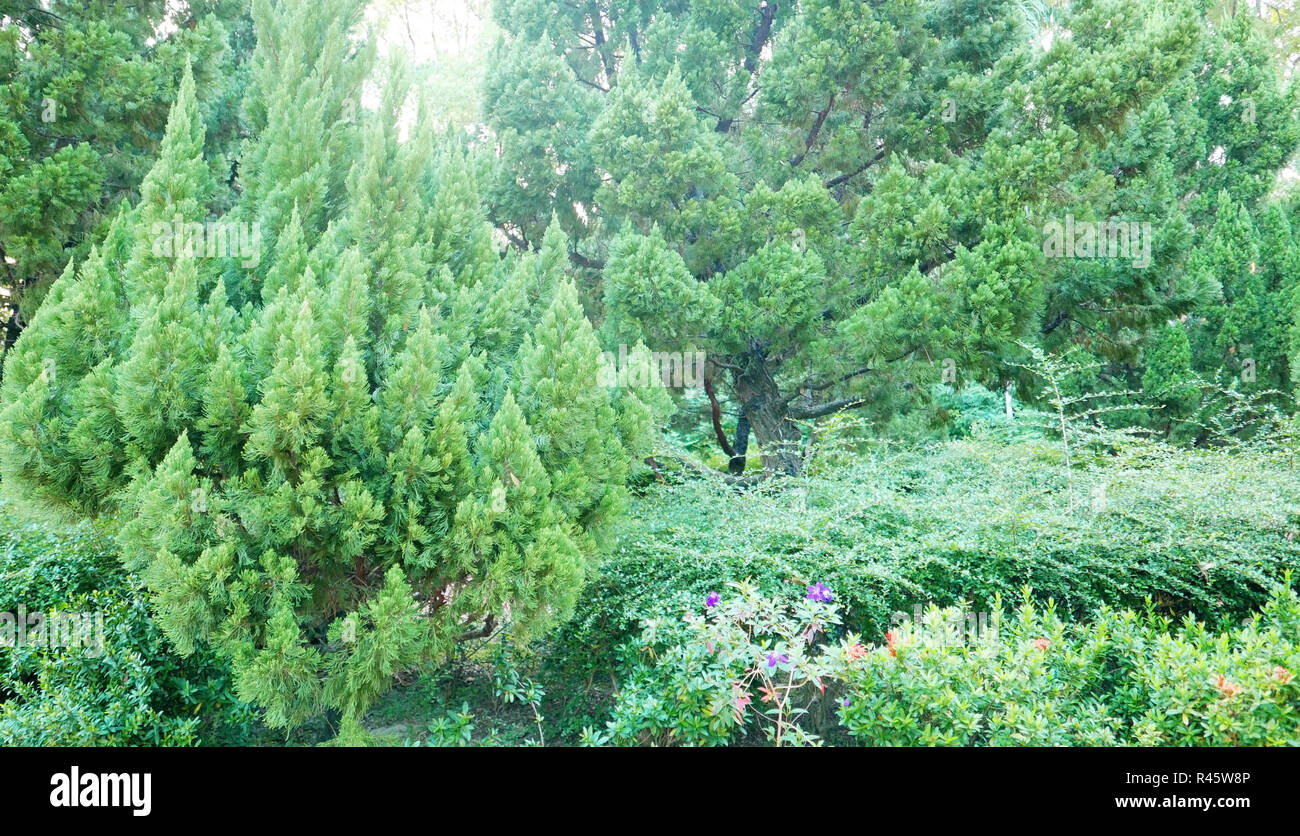 Sfondo di verdi alberi, piante all'aperto nel cortile posteriore Foto Stock