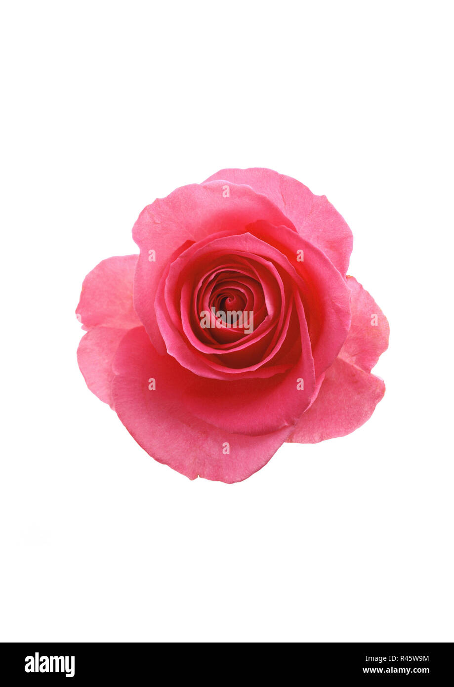 Fiore rosa rosa su sfondo bianco Foto Stock