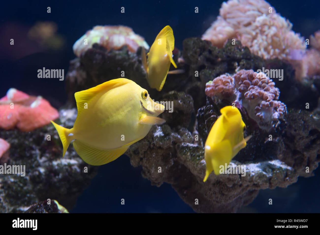 La linguetta gialla con barriera corallina (Zebrasoma flavescens) in acquario Foto Stock