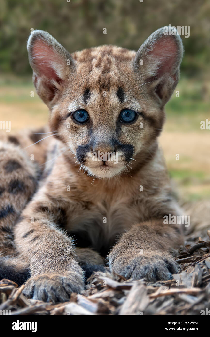 Baby Puma Immagini e Fotos Stock - Alamy