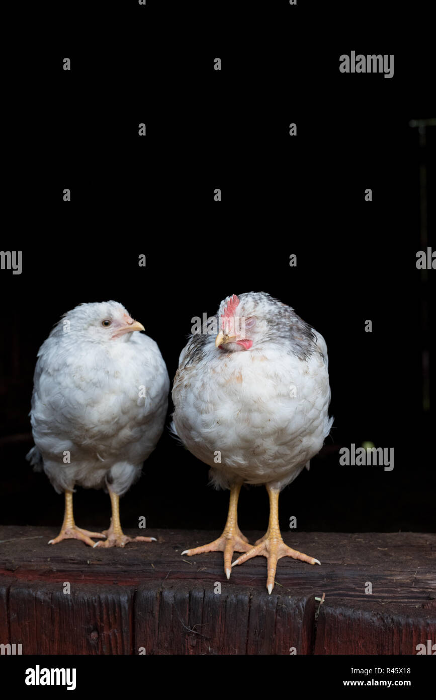 Le galline di pollo in piedi insieme in una fattoria in Svezia 2018 Foto Stock