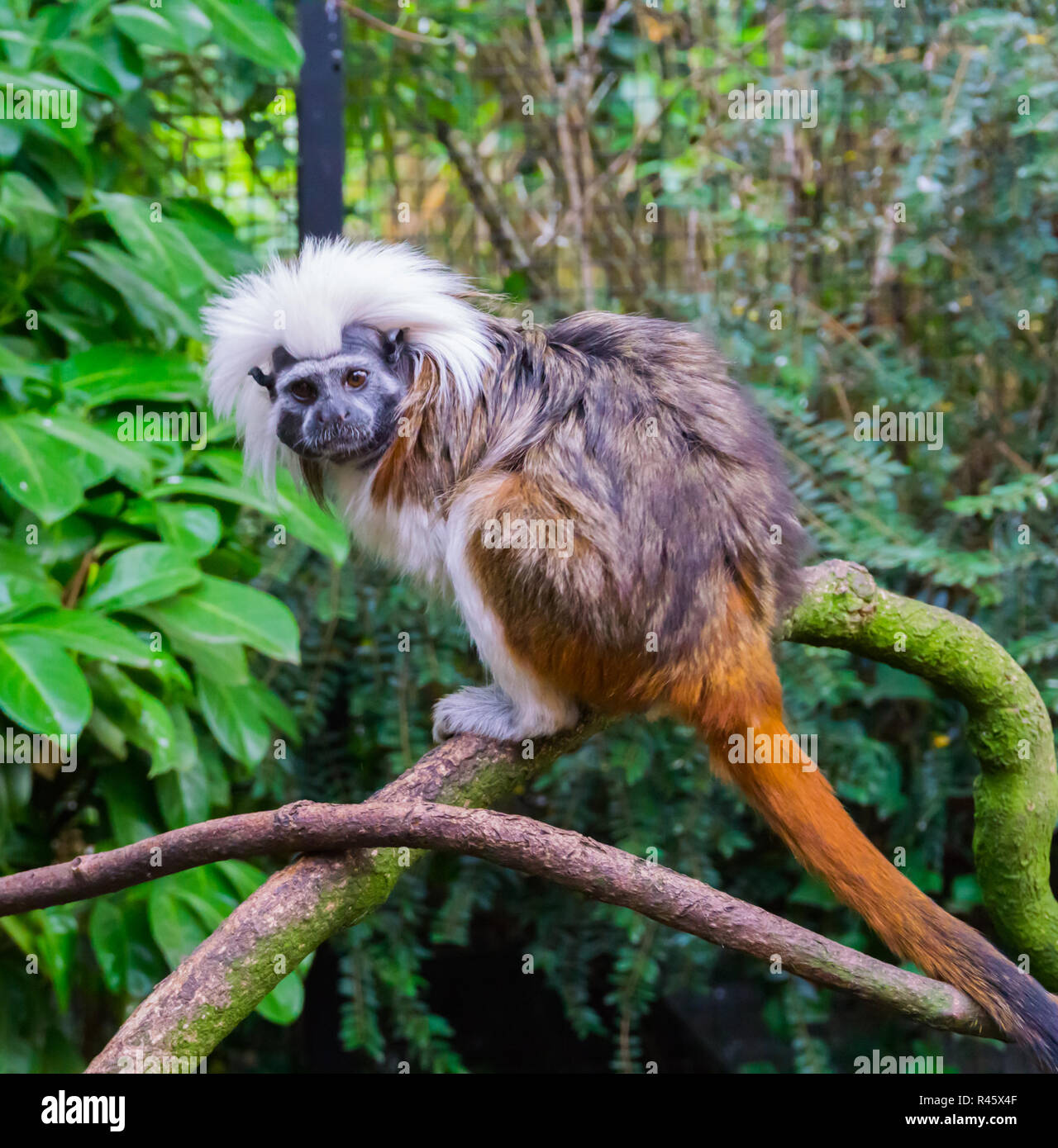 Il cotone top tamarin scimmia un raro e criticamente tropicali minacciate di estinzione di specie animali provenienti dalla Colombia Foto Stock
