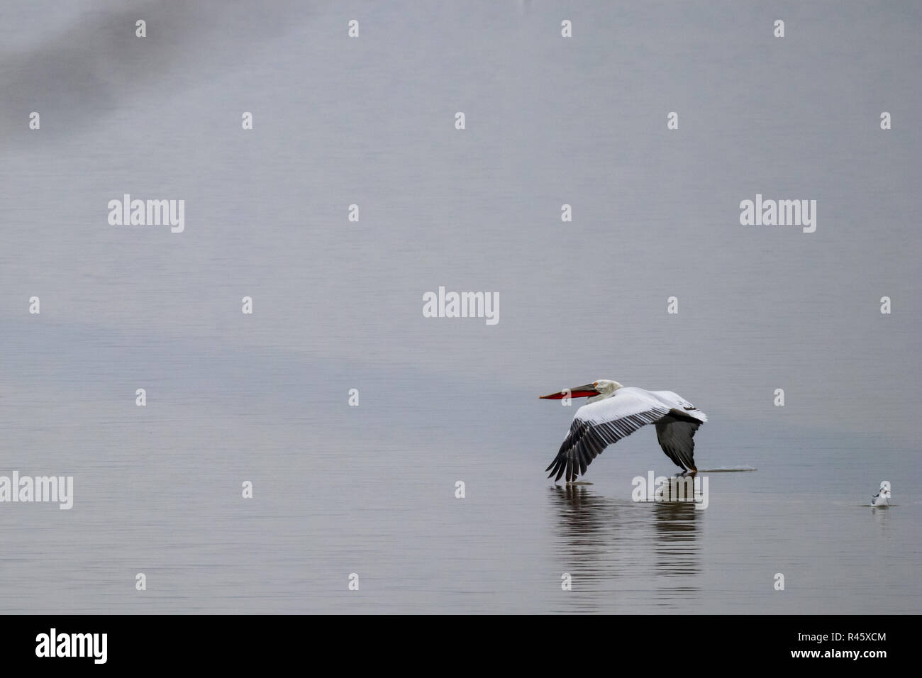 Flying pelican è a contatto con la superficie dell'acqua con le sue bellissime ali al lago di Kerkini nella Grecia settentrionale durante una fredda giornata invernale Foto Stock