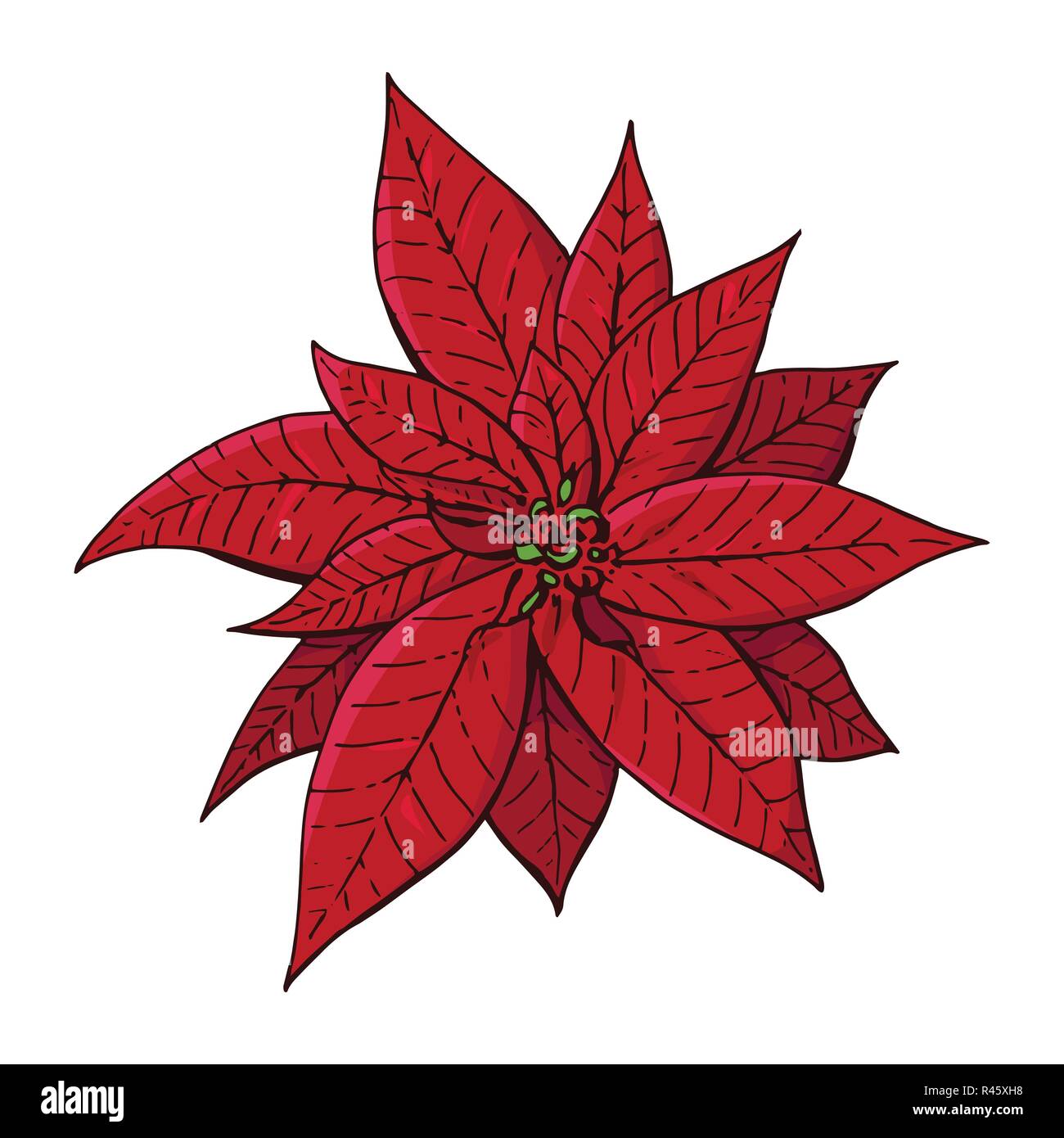 Simboli Natale.Rosso Natale Poinsettia Simboli Di Natale Illustrazione Elemento Di Design Per La Decorazione Di Natale Splendido Fiore Isolato Su Sfondo Bianco Immagine E Vettoriale Alamy