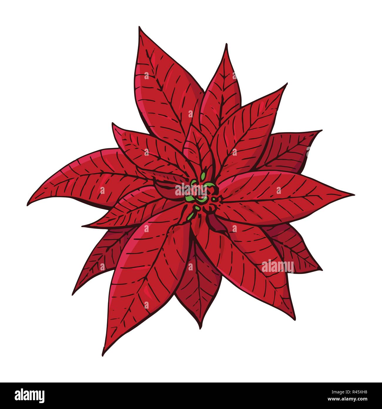 Simboli Natale.Rosso Natale Poinsettia Simboli Di Natale Illustrazione Elemento Di Design Per La Decorazione Di Natale Splendido Fiore Isolato Su Sfondo Bianco Immagine E Vettoriale Alamy