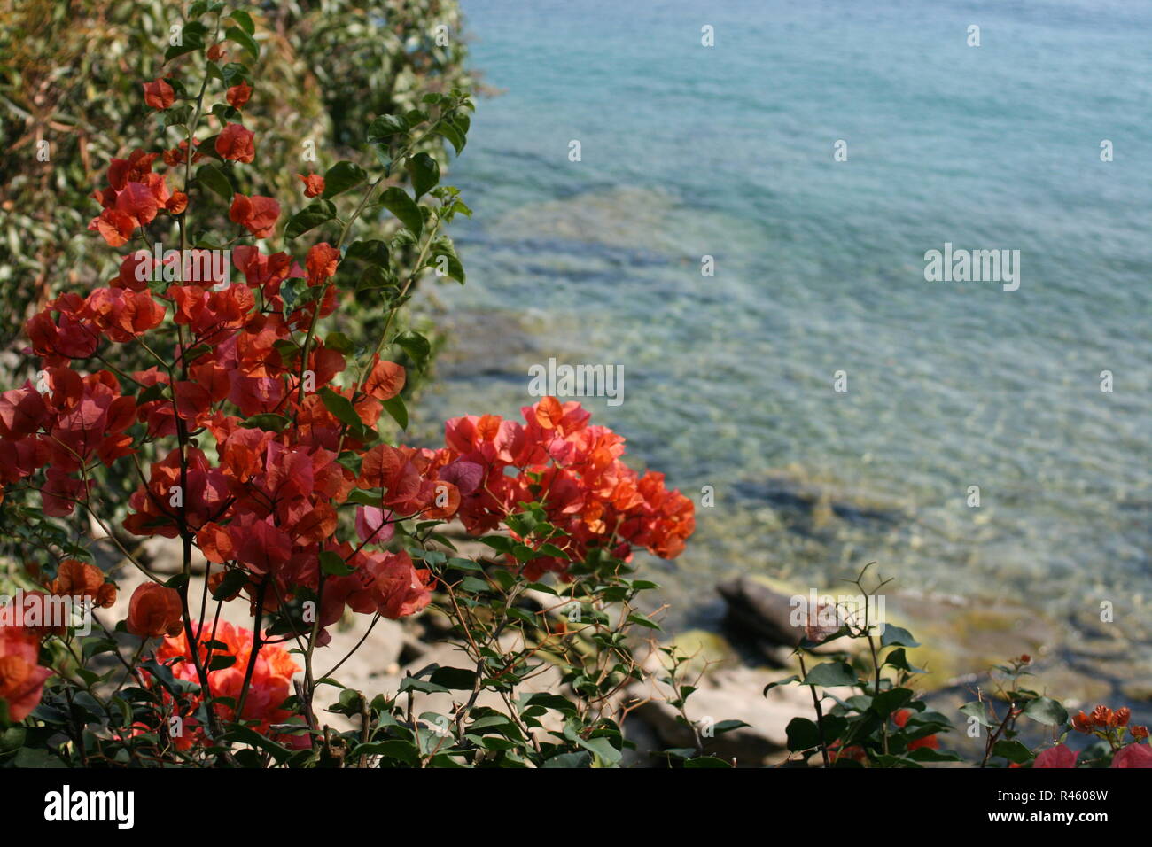Fiori in Nkahata Bay, il Lago Malawi, nord del Malawi Foto Stock