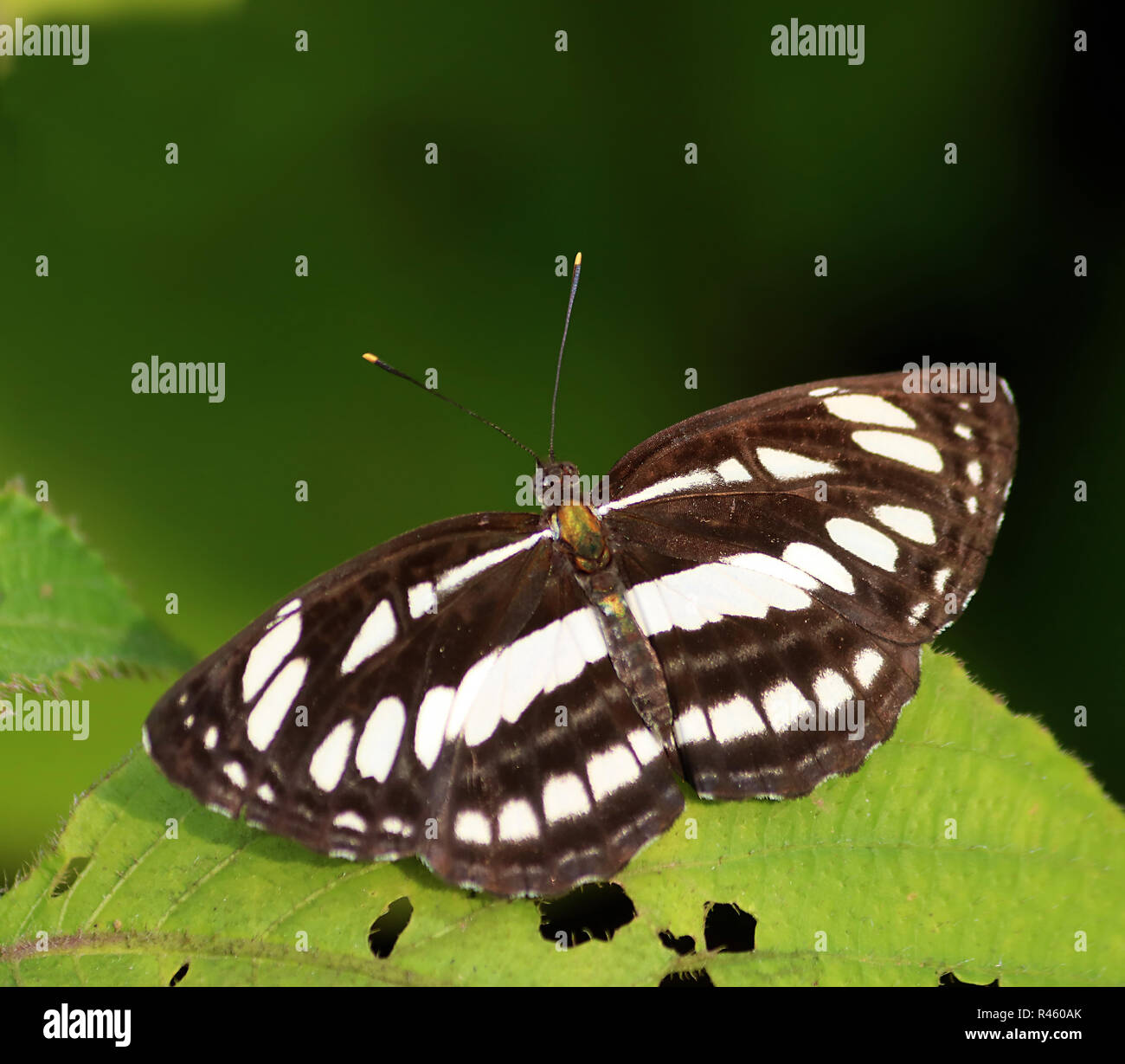Marinaio comune butterfly crogiolarsi al sole del mattino Foto Stock
