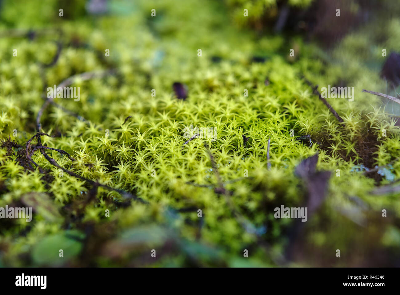 Macro Immagine del muschio verde sul suolo della foresta Foto Stock