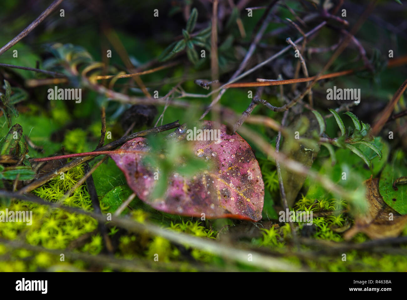 Macro Immagine del muschio verde sul suolo della foresta Foto Stock