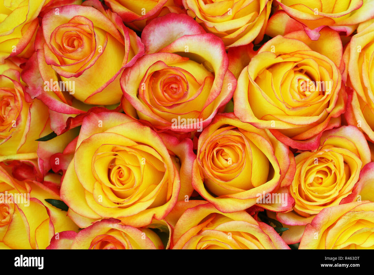 Sfondo costituito di giallo e rose rosse Foto Stock