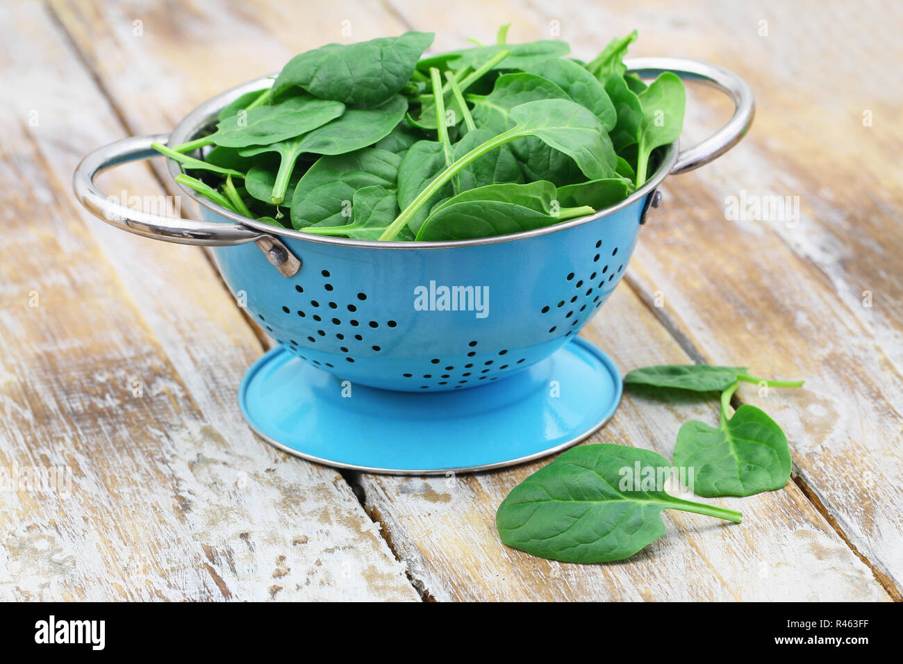Colapasta blu pieno di appena lavato baby spinaci foglie Foto Stock