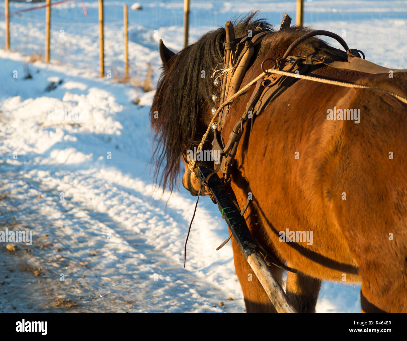 Marrone a cavallo in inverno Foto Stock