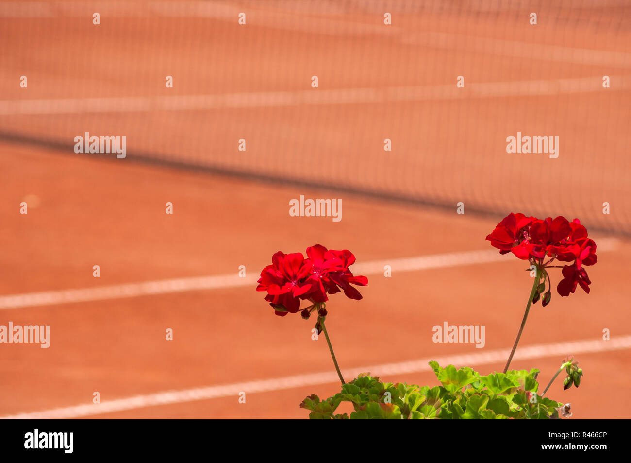 Rosso fiore di geranio closeup sul campo da tennis in argilla rossa sullo sfondo Foto Stock