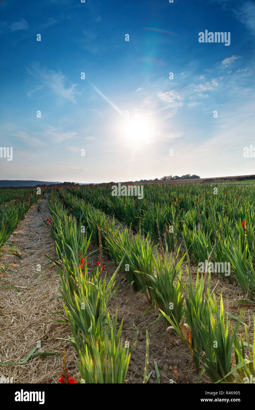 Spada blumenfeld Foto Stock