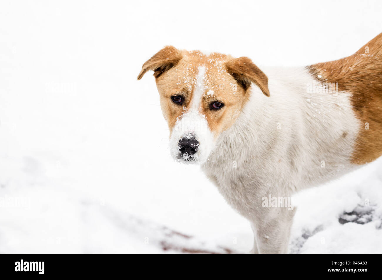 Cane di strada a piedi e Hounding nella neve Foto Stock
