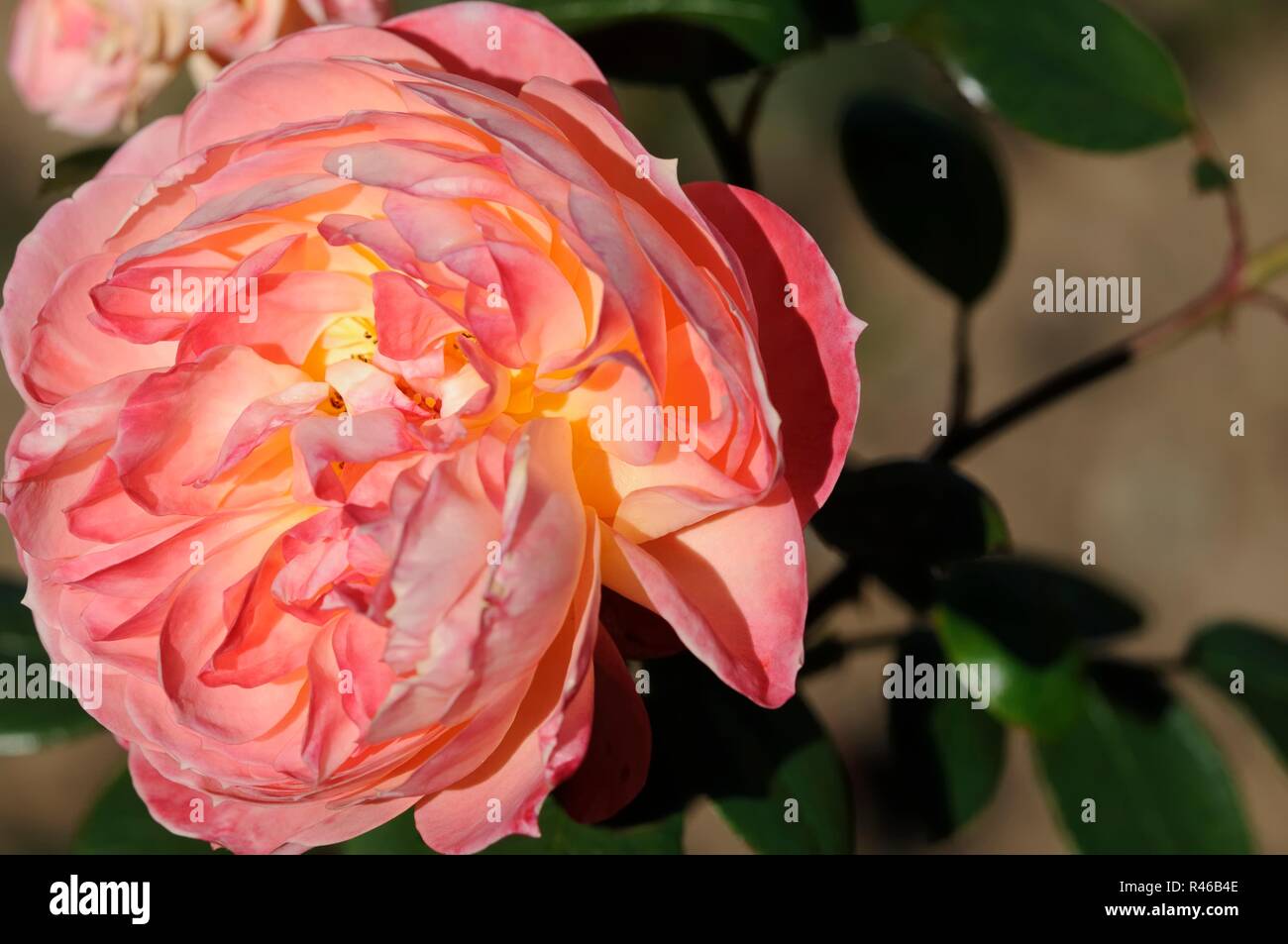 rosa Foto Stock