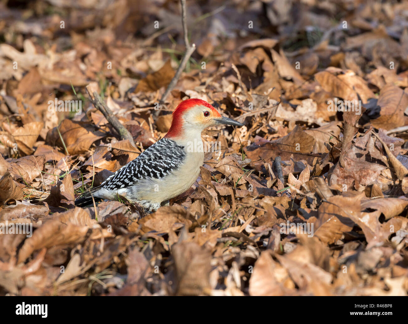 Rosso-panciuto picchio in cerca di ghiande sotto una quercia Foto Stock