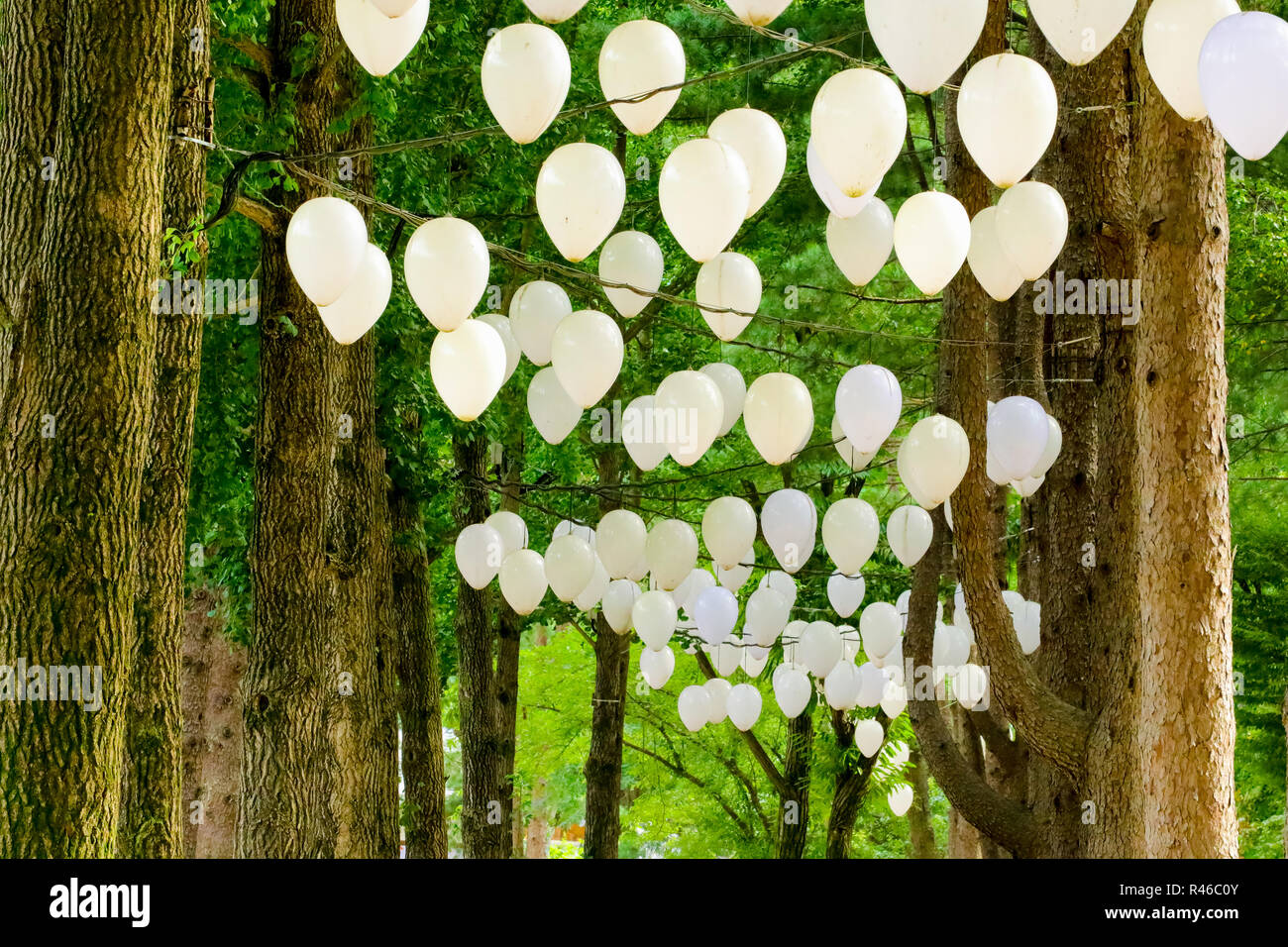 Palloncini appesi su albero in Namisum (Nami Island) , Chuncheon, Corea del Sud Foto Stock
