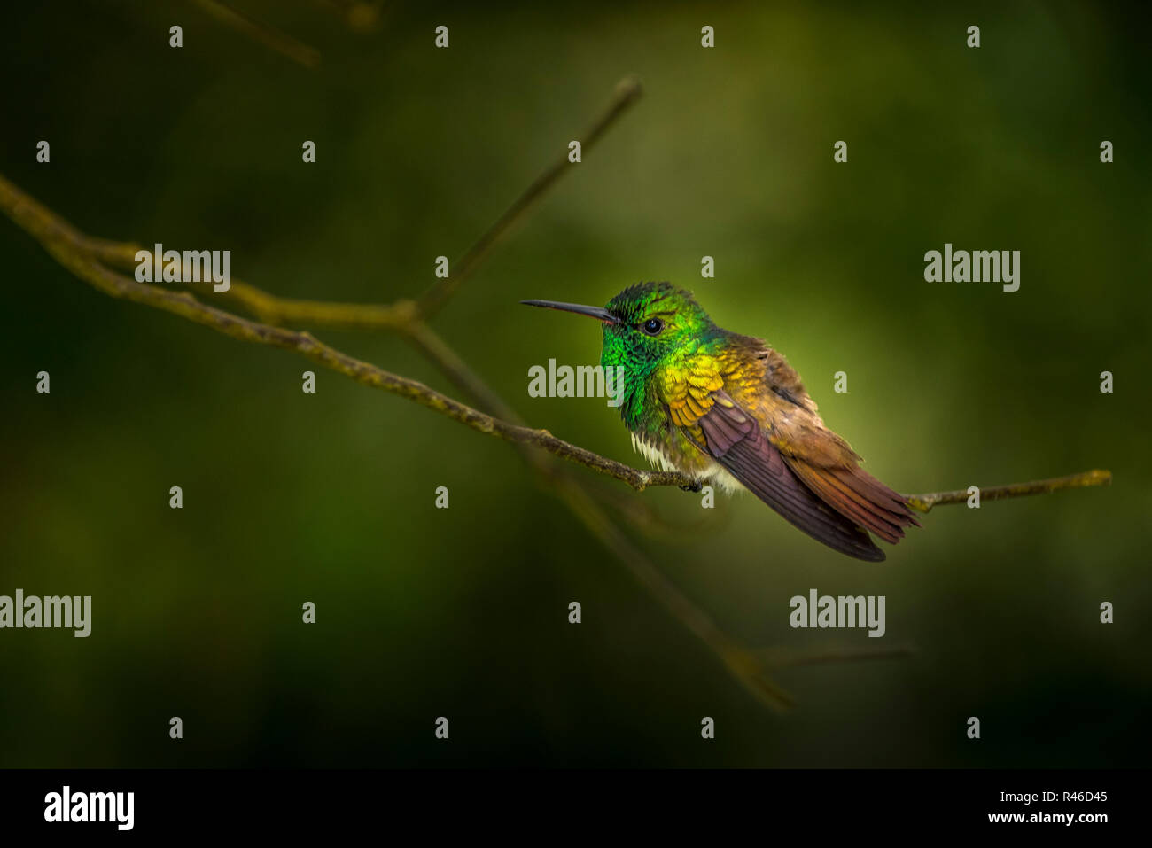 Snowy panciuto Hummingbird sfondo verde Foto Stock