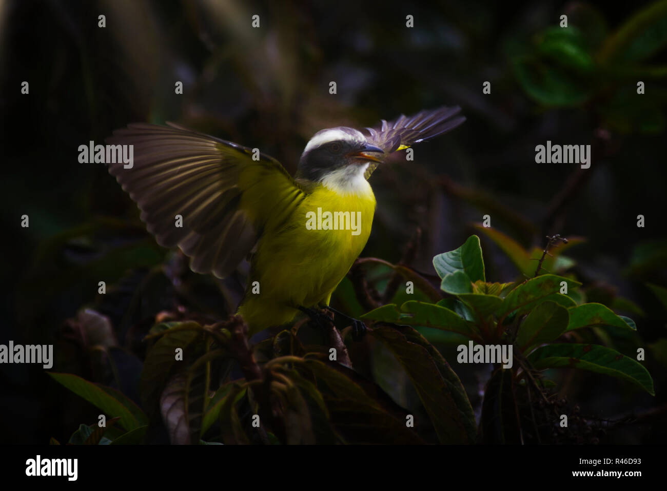 Barca flycatcher fatturati con alette aperte immagine presa in Panama Foto Stock
