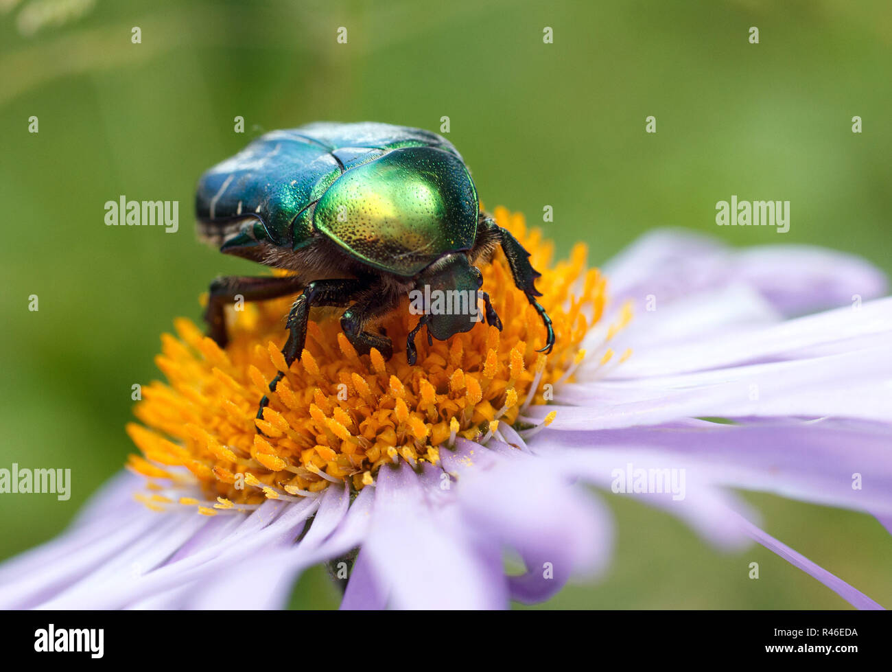 Verde scarabeo seduto su un viola daisy Foto Stock