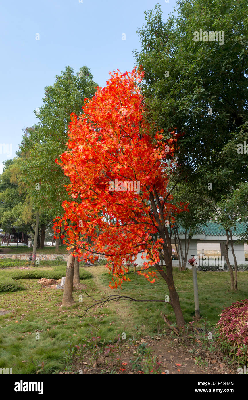 Orange fake tree in Cina, Asia, assomiglia a un durante l'autunno, in estate in una giornata di sole Foto Stock