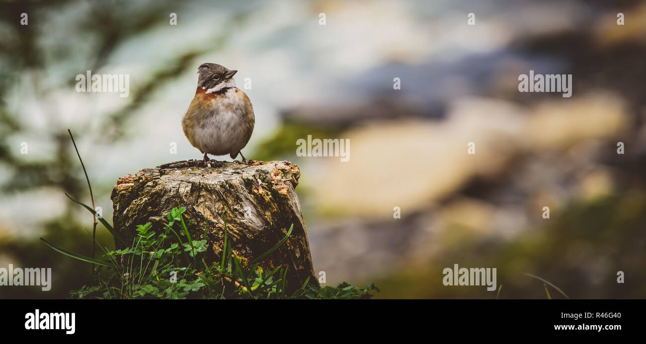 Spazzola maschio Finch sorgeva su un ceppo di albero Foto Stock