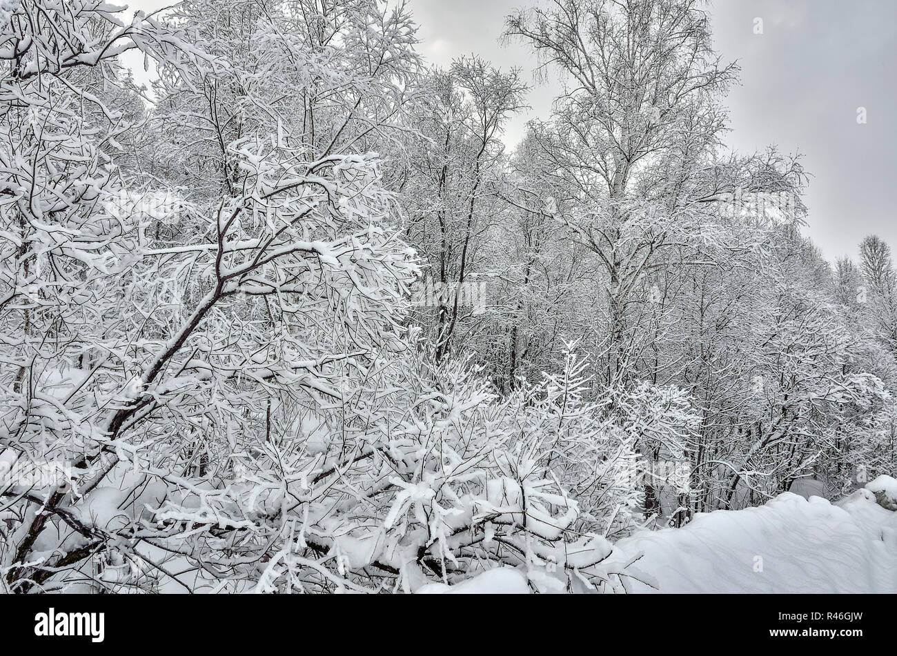 Il fascino del paesaggio invernale - nero dei rami di alberi coperti di fresco bianco soffice neve - una fiaba invernale della foresta Foto Stock