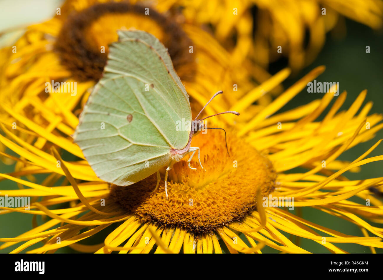 Posti a sedere a farfalla sul fiore giallo , comune di Brimstone - Gonepteryx rhamni Foto Stock