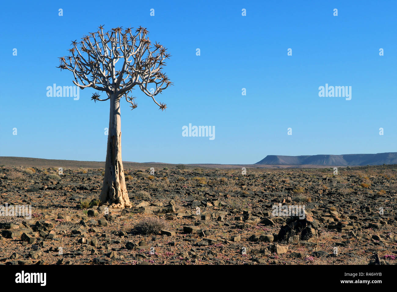 Deserto di pietra con Quiver Tree Aloe dichotoma - Namibia Foto Stock