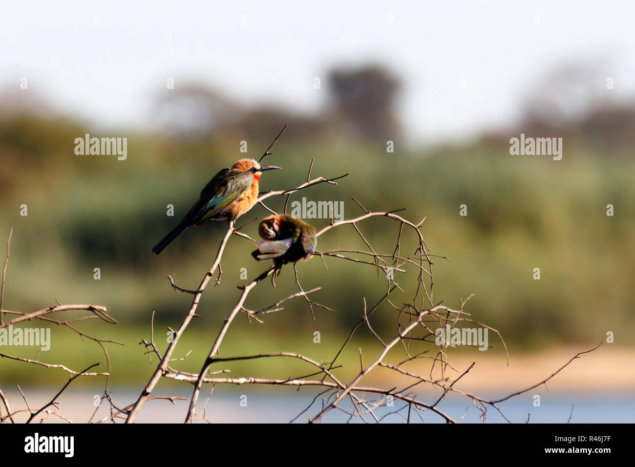 Con facciata bianca Gruccione su albero Foto Stock