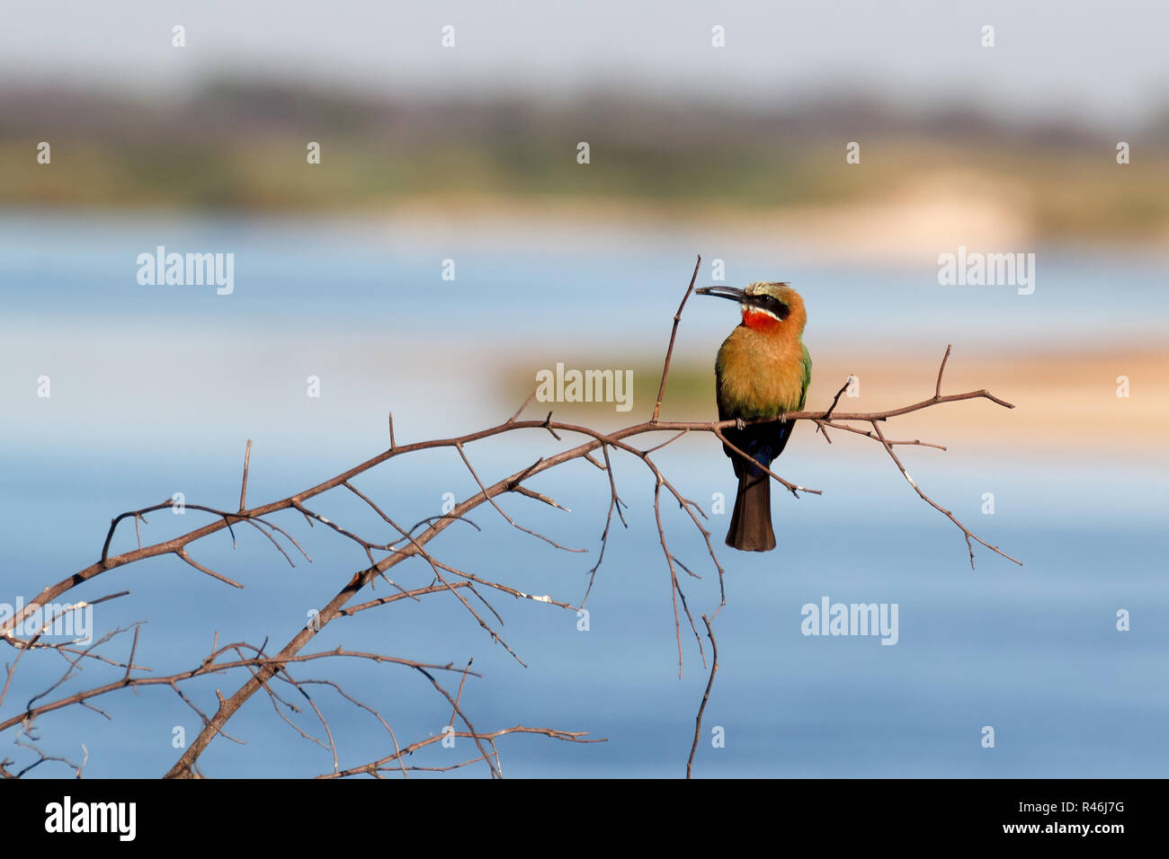 Con facciata bianca Gruccione su albero Foto Stock