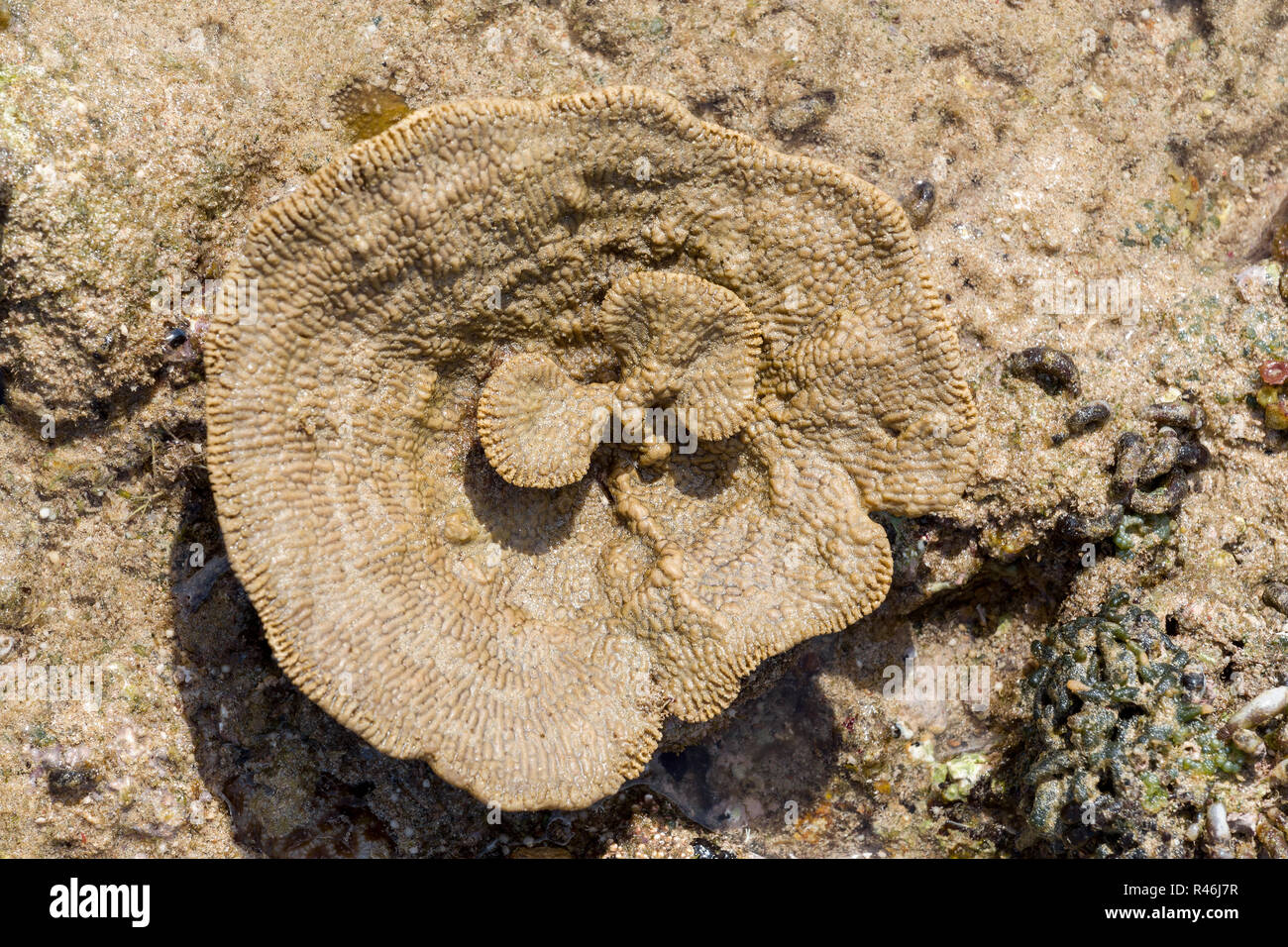 Coral come fiore in bassa marea, INDONESIA Foto Stock