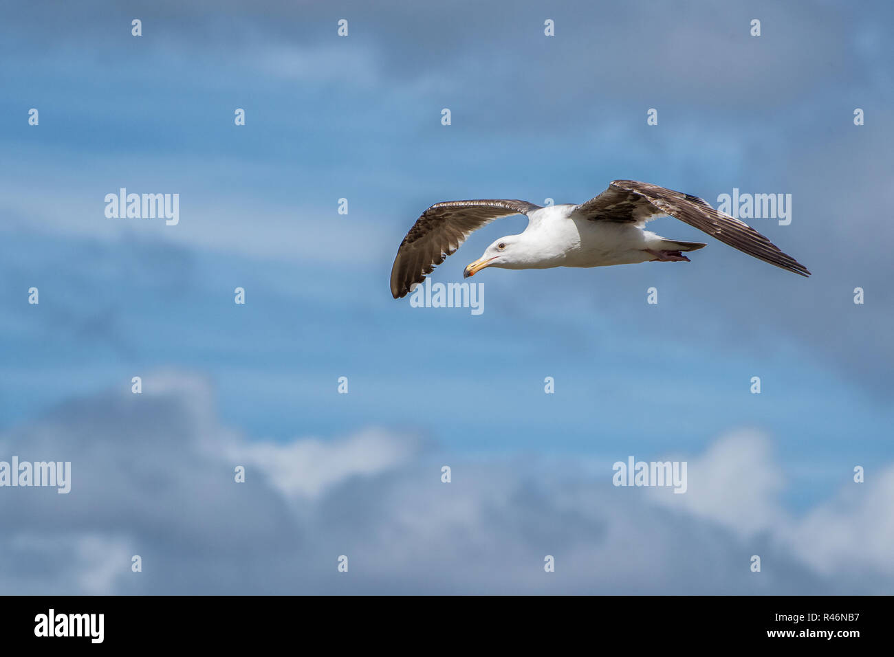 Seagull in volo attraverso un cielo nuvoloso 1 Foto Stock