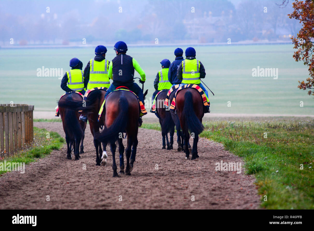 2018-11-24, Newmarket Suffolk REGNO UNITO. Cavalli tornare indietro a piedi per il loro maneggio la mattina presto dopo essere stato esercitato sulla collina di Warren. Foto Stock