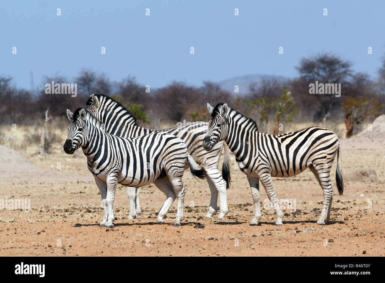 Zebra nel bush africano Foto Stock