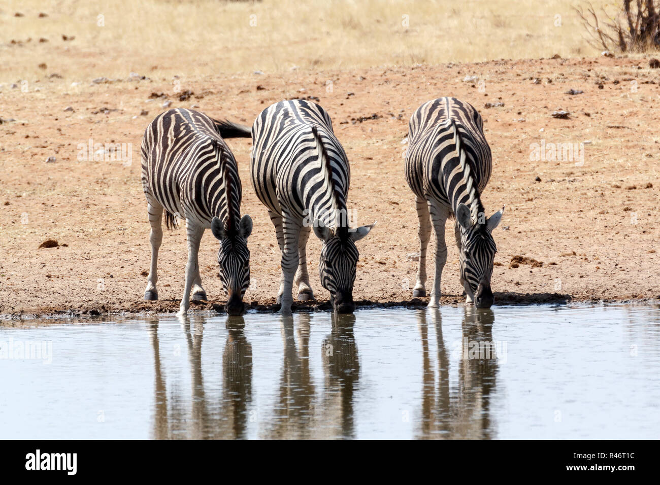 Zebra nel bush africano Foto Stock
