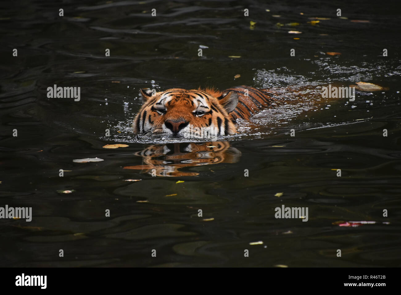 Siberian tigre di Amur nuotare in acqua Foto Stock