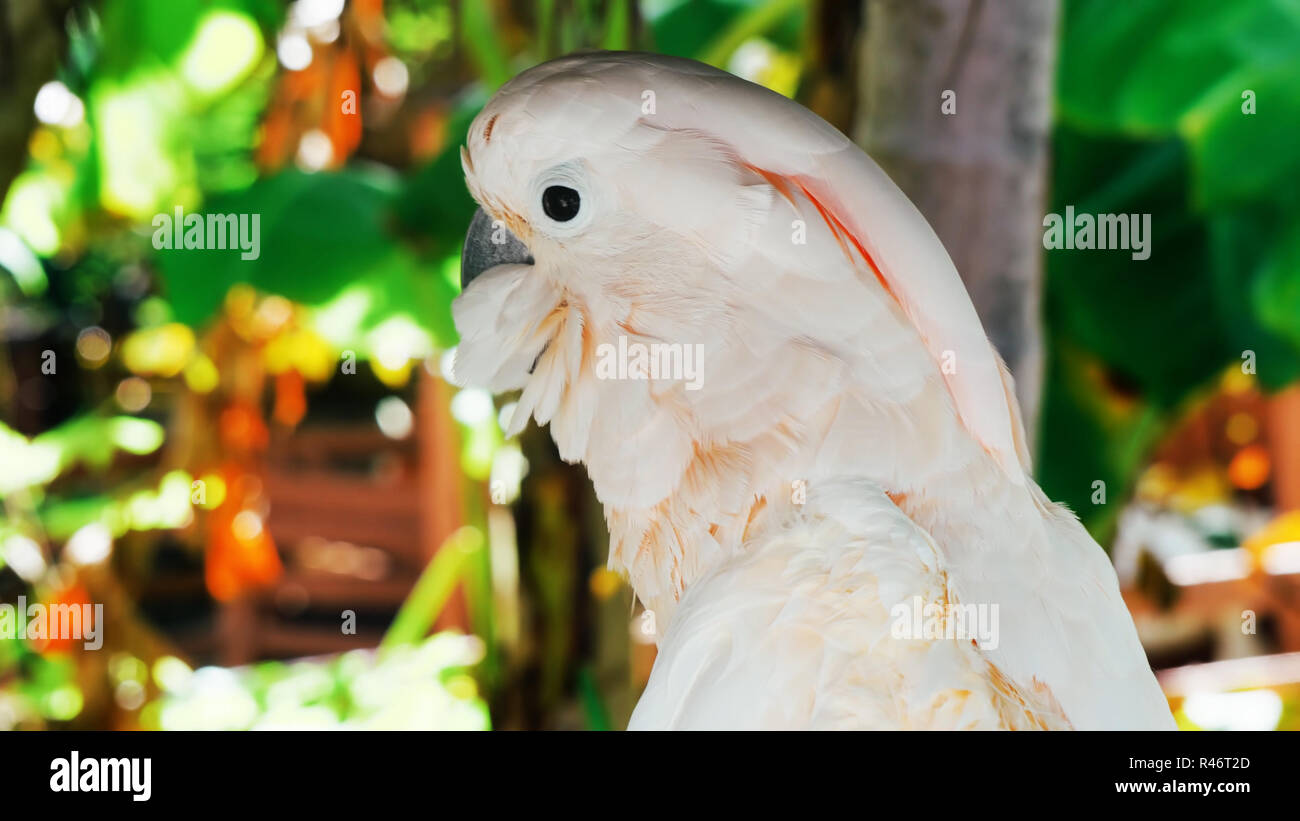 White parrot, cacatua bird // bella bianco pappagallo ara 2018 Foto Stock