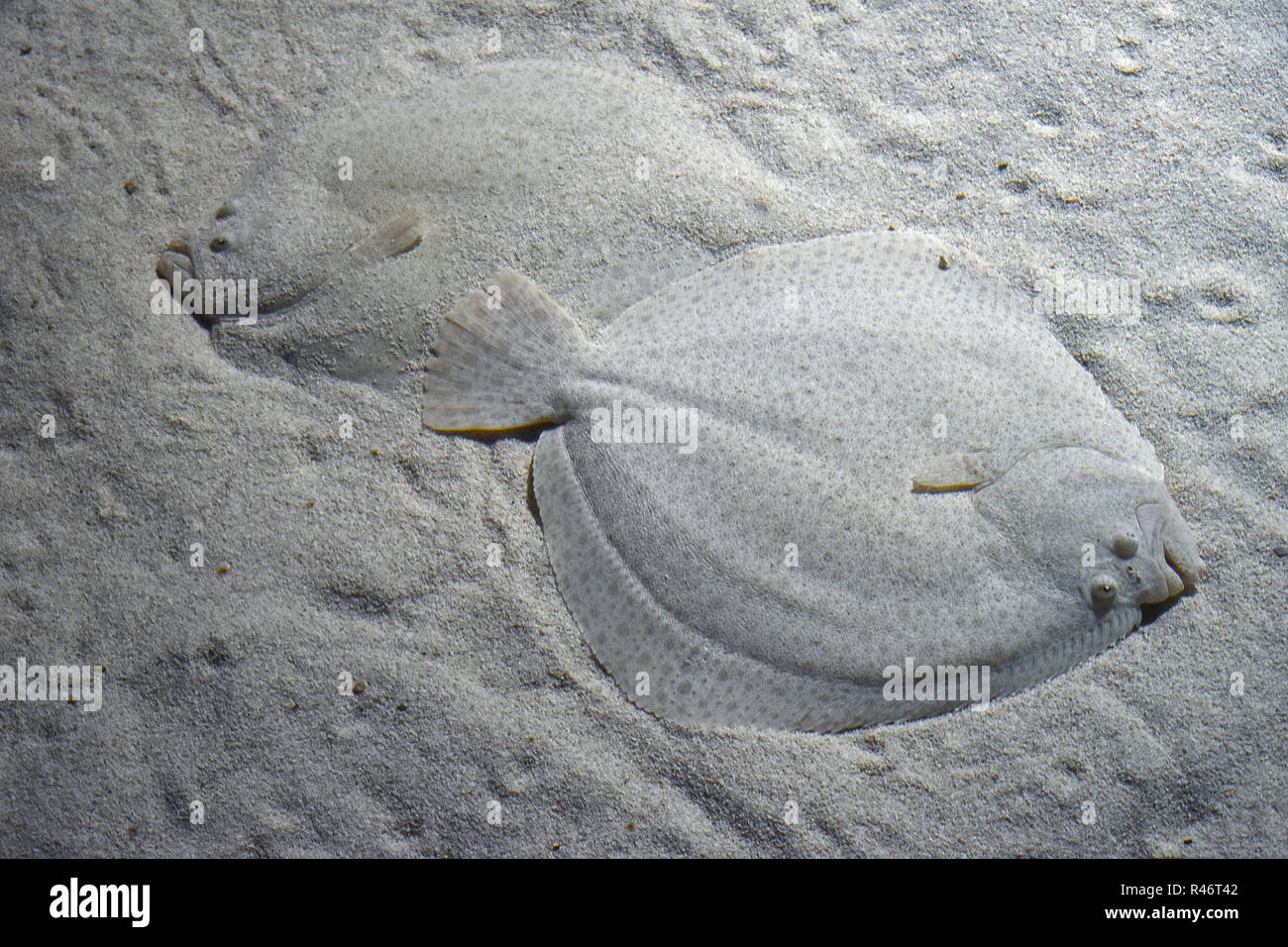 Chiudere fino a due rombi di specie demersali flatfishes nascondendo la sabbia sul fondo del mare, ad alto angolo di visione Foto Stock