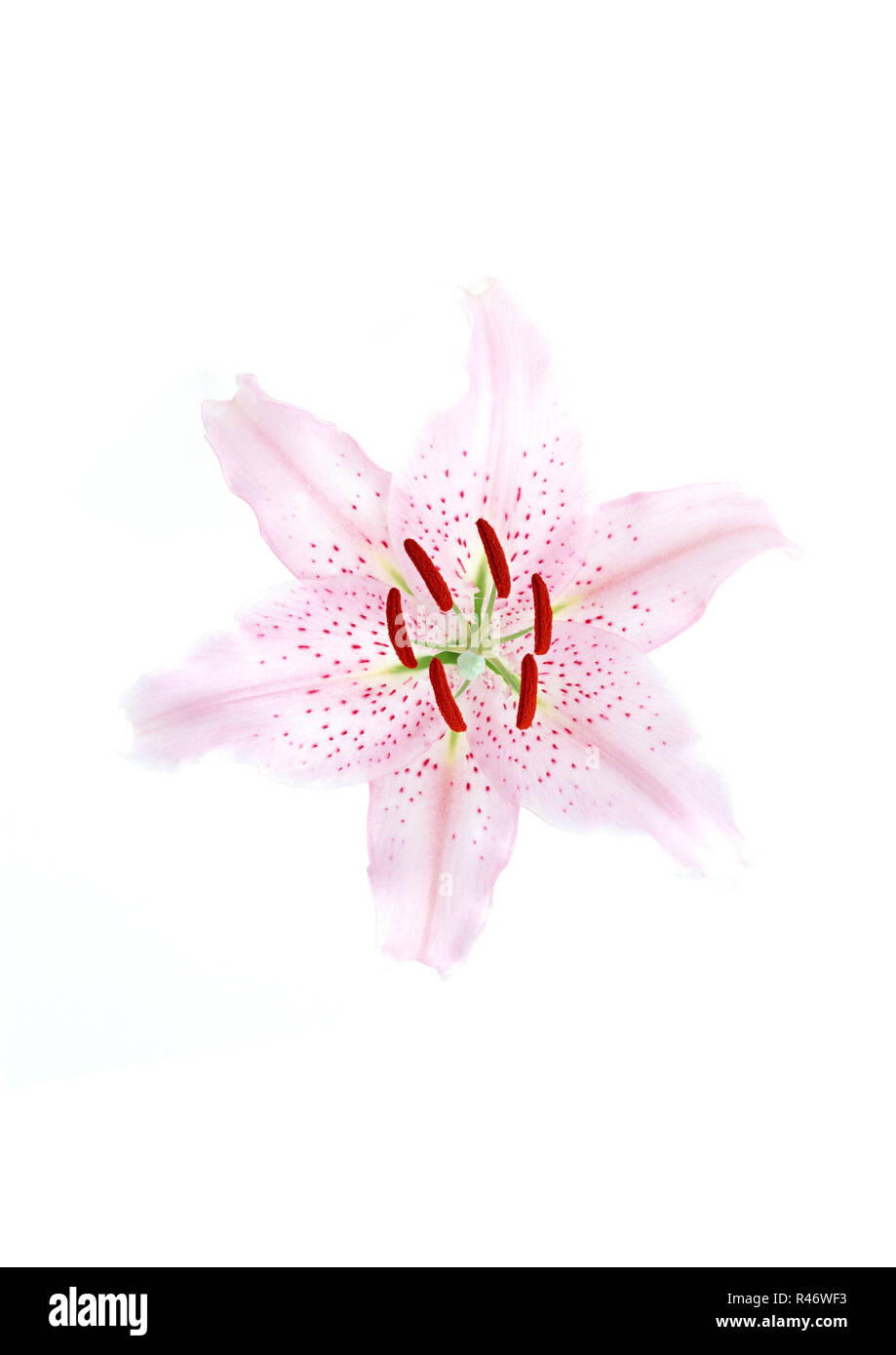 Una flora rosa su sfondo bianco dalla vista superiore Foto Stock