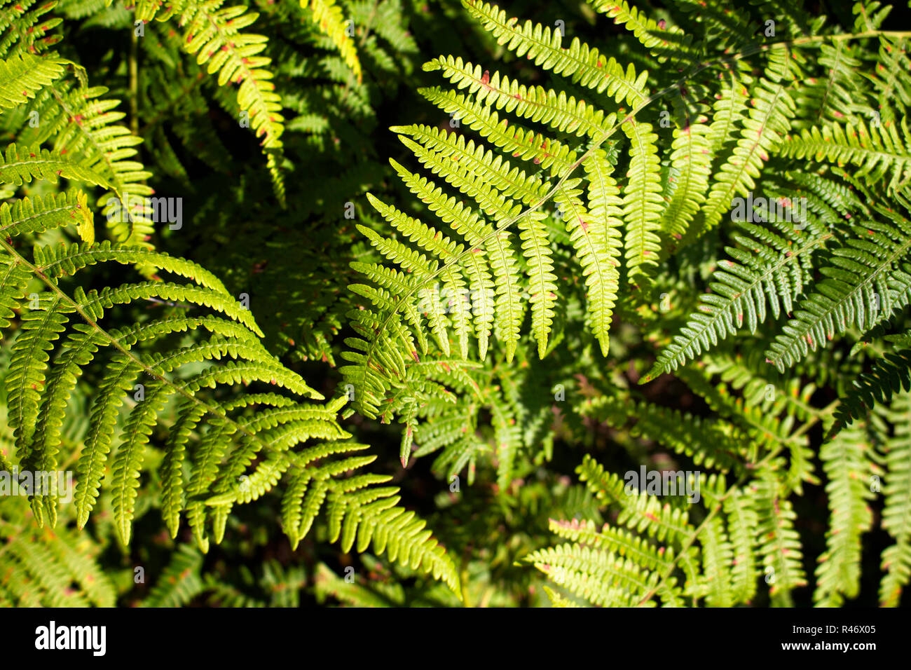Vista di pianta selvatica (Pteridium aquilinum anche noto come EAGLE fern). L'immagine è catturata a Trabzon città situata nella regione del Mar Nero in Turchia. Foto Stock