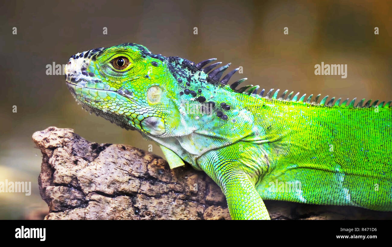 Iguana verde su un ramo // uno verde iguana lucertola .sit rettile Foto Stock