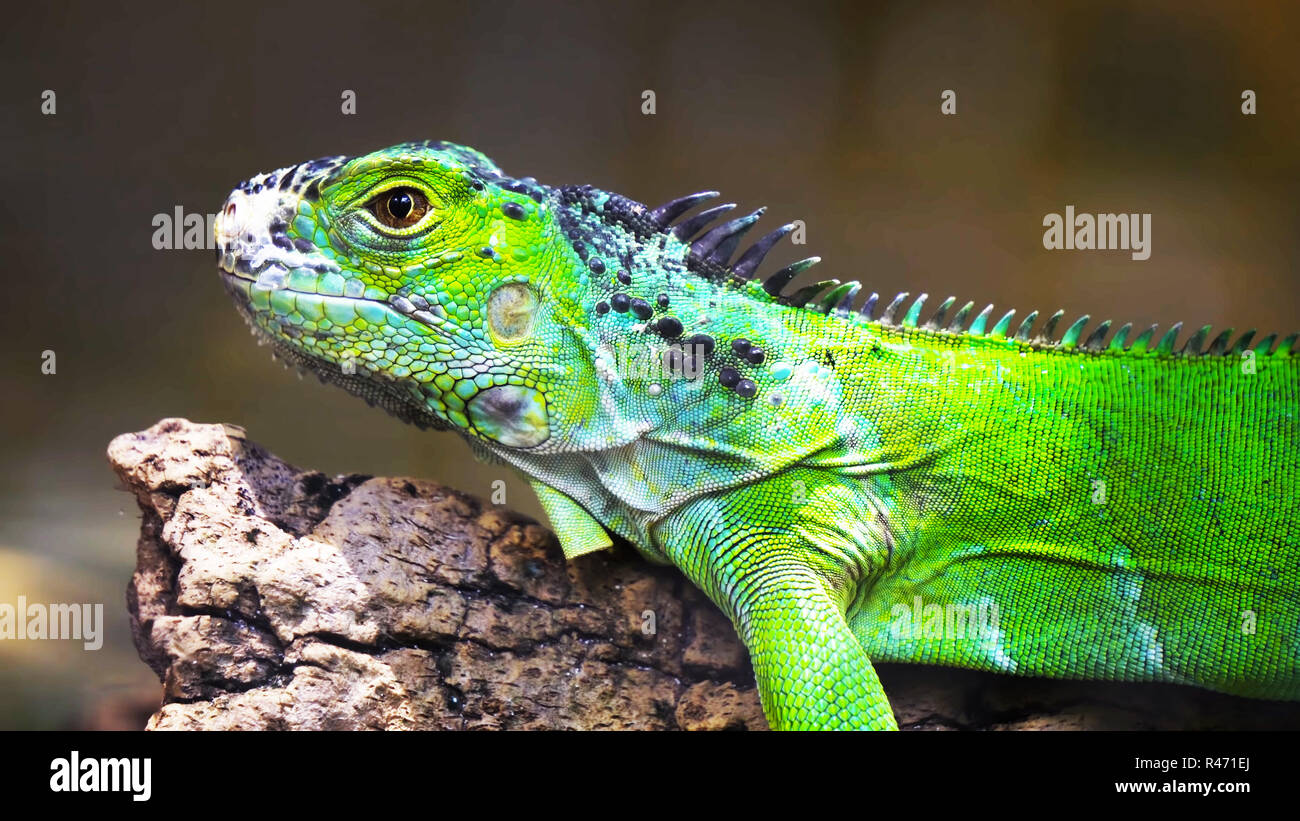 Iguana verde su un ramo // uno verde iguana lucertola .sit rettile Foto Stock