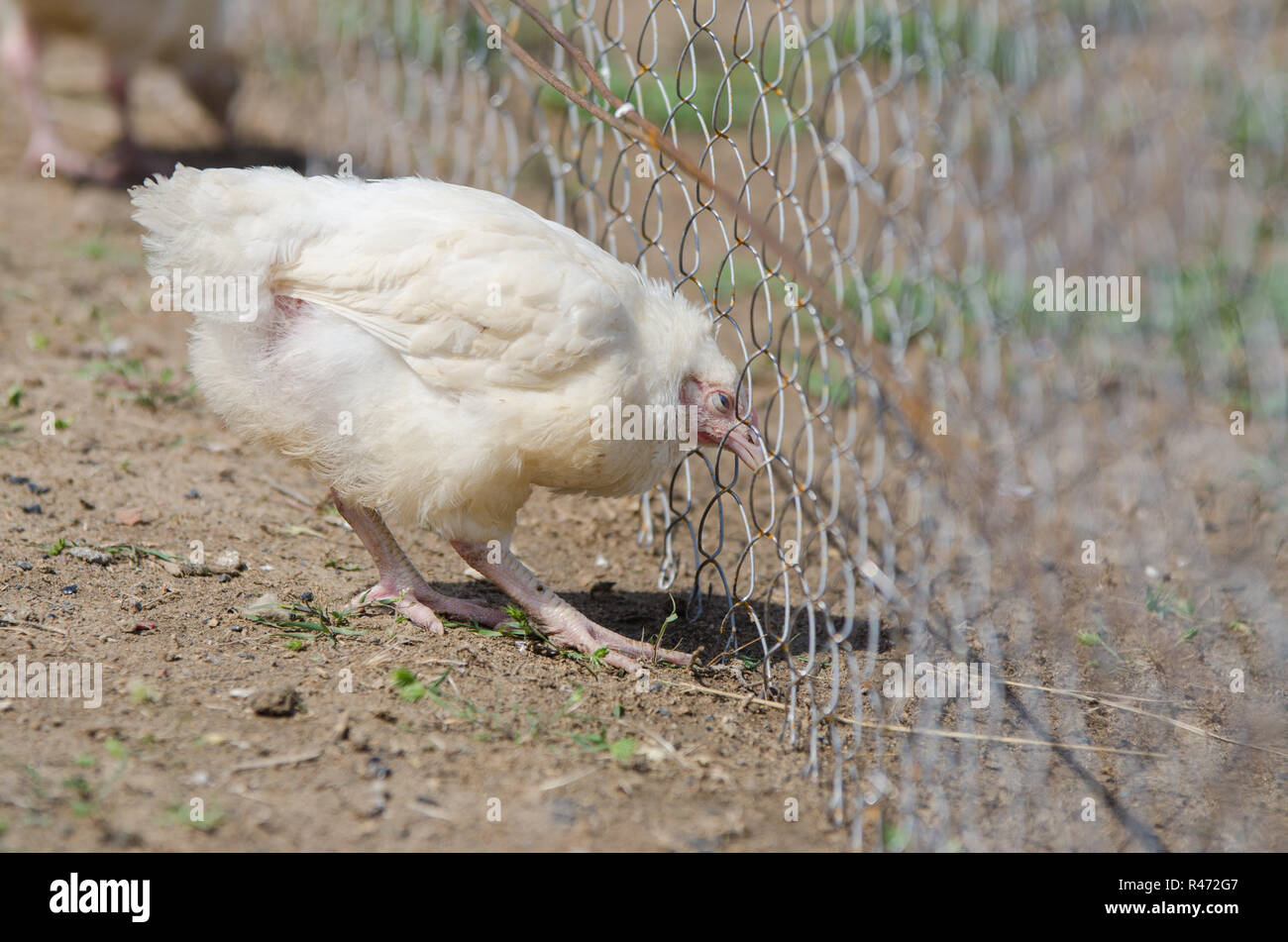 Il giovane Pollo Pulcino wire mesh penna Foto Stock