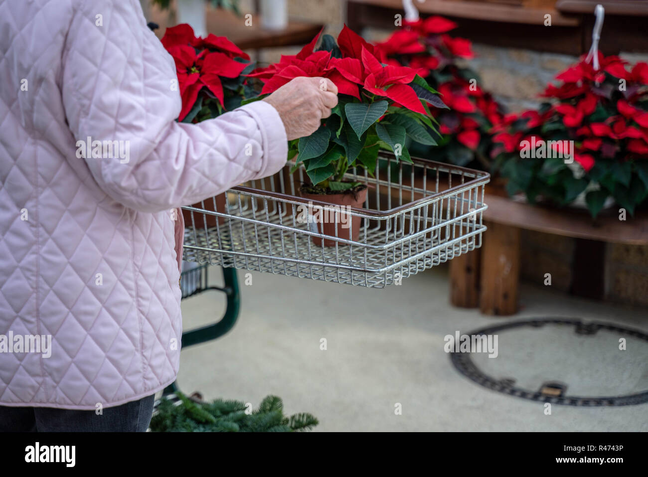 Bella donna acquisto fiori Poinsettia al negozio di fiori. Foto Stock