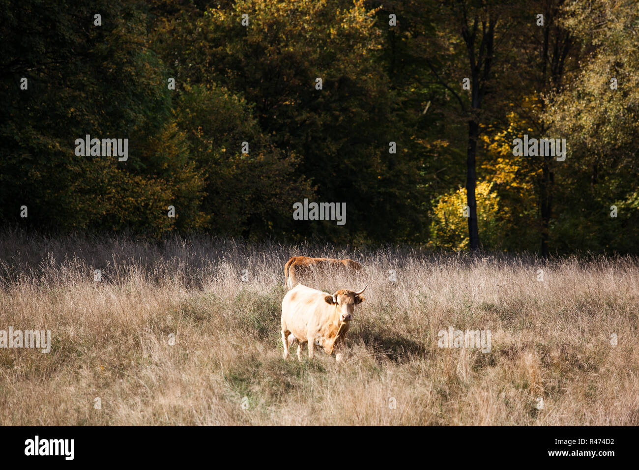 Pascolo con allevamento di vacche in autunno Foto Stock