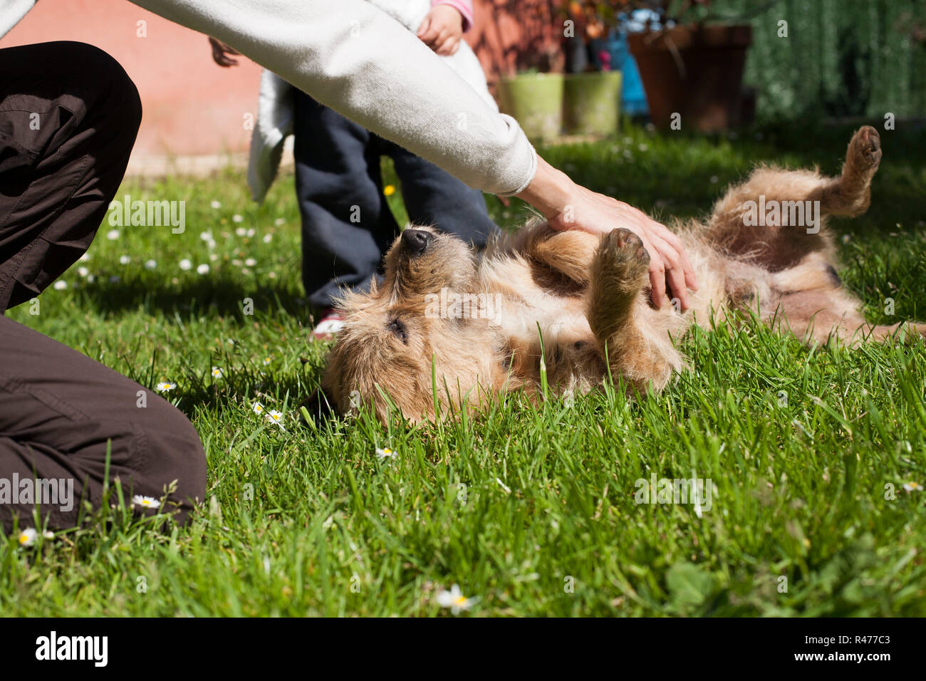 Donna hand baby petting cane Foto Stock