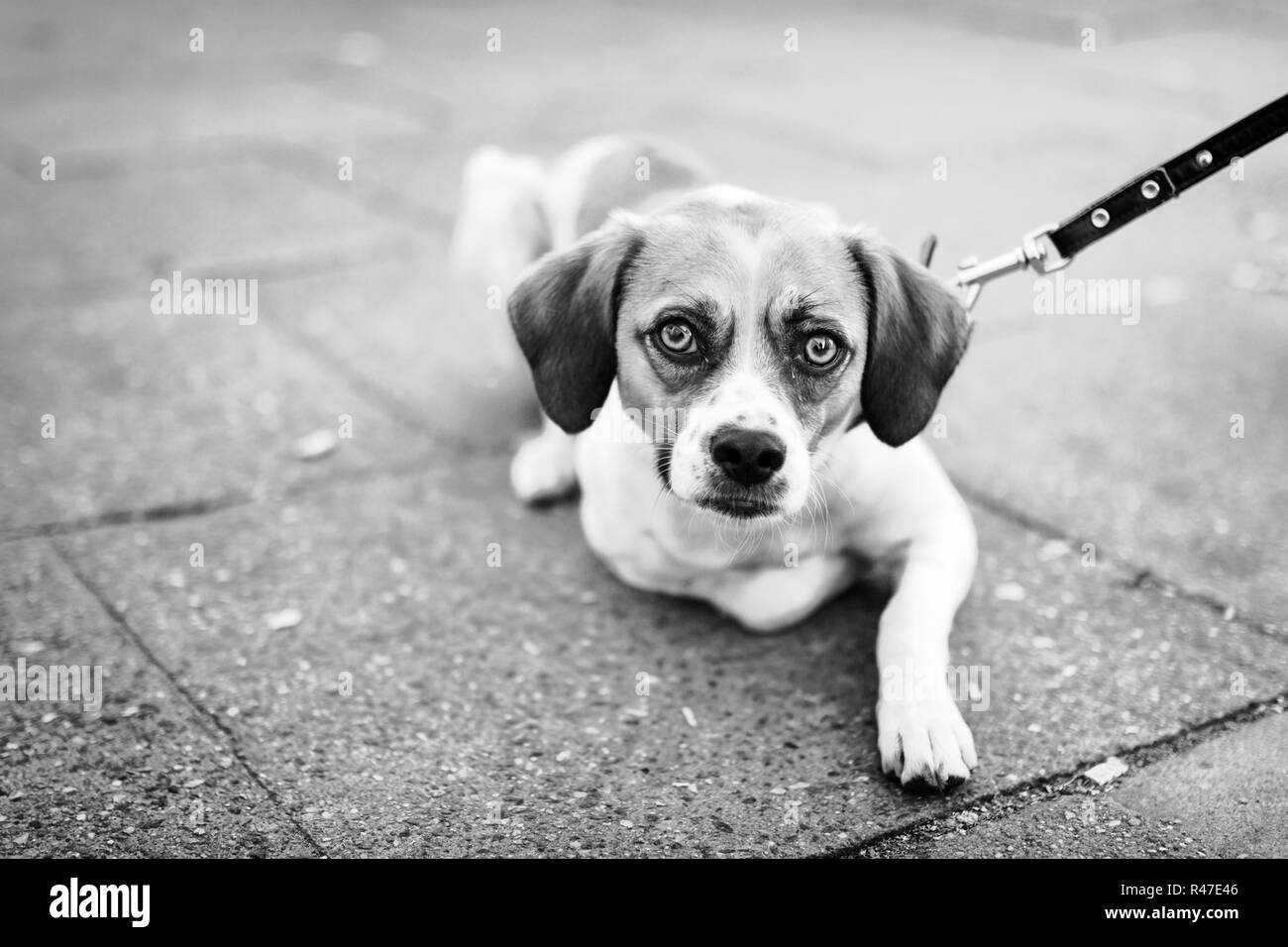 Il pet con personalità Foto Stock